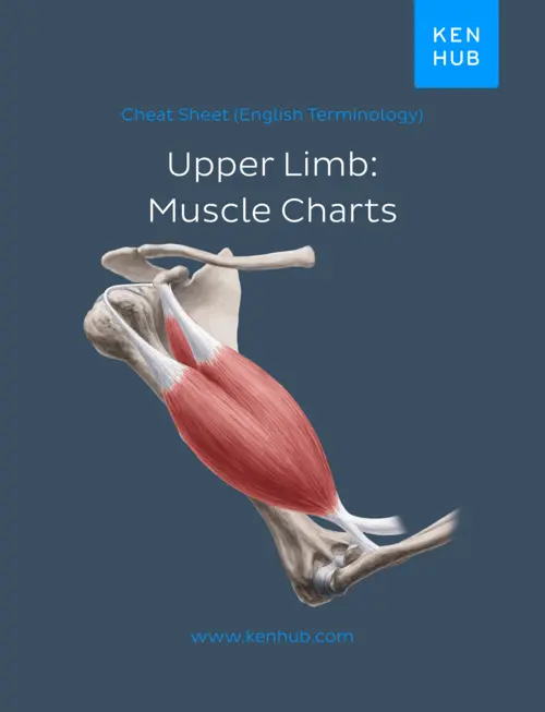 Book cover for Cheat Sheet (English Terminology) Upper Limb: Muscle Charts
