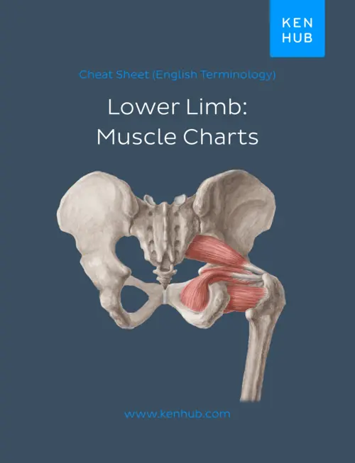 Book cover for Cheat Sheet (English Terminology) Lower Limb: Muscle Charts