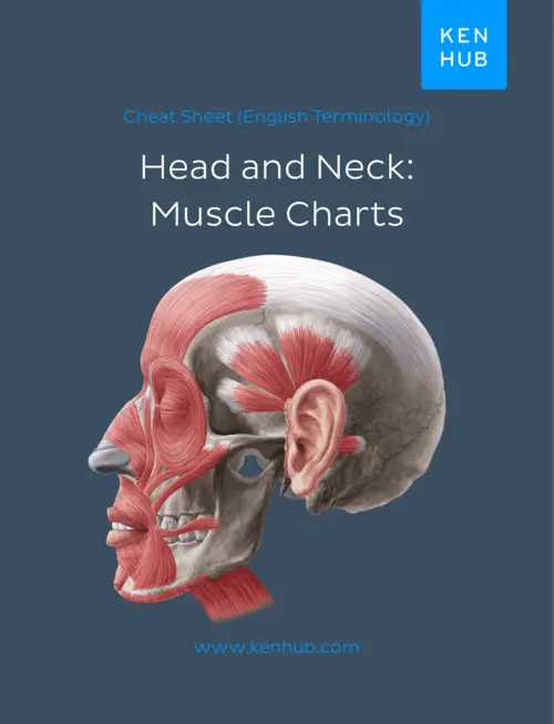 Book cover for Cheat Sheet (English Terminology) Head and Neck: Muscle Charts