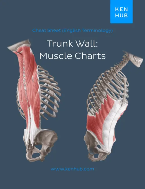 Book cover for Cheat Sheet (English Terminology) Trunk Wall: Muscle Charts